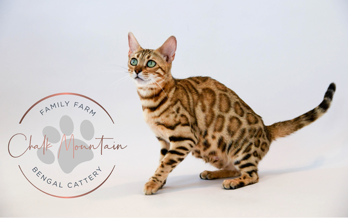 beautiful bengal kitten texas